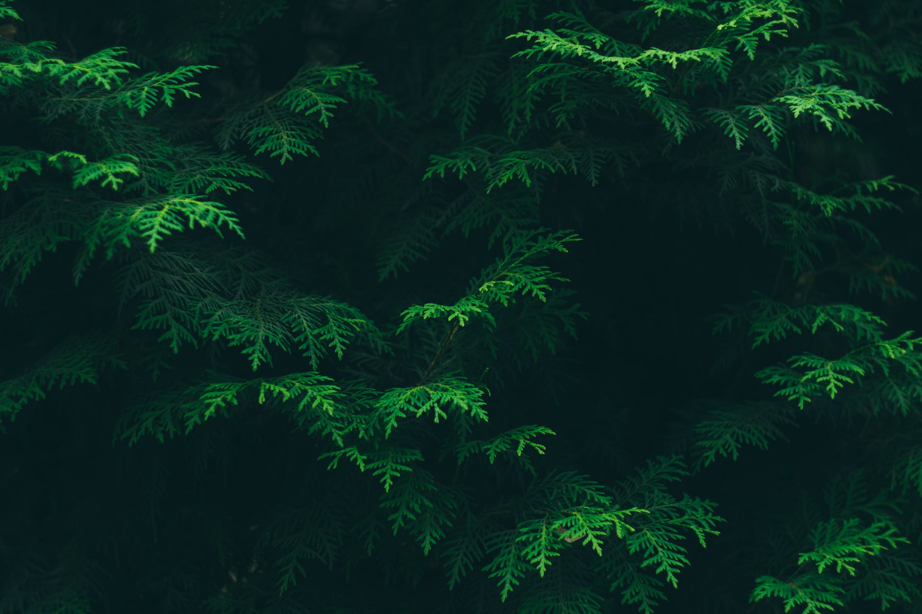 green pine tree leaves